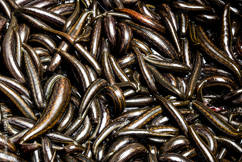 Tableau sur toile Many medical leeches for hirudotherapy on leech farm or laboratory