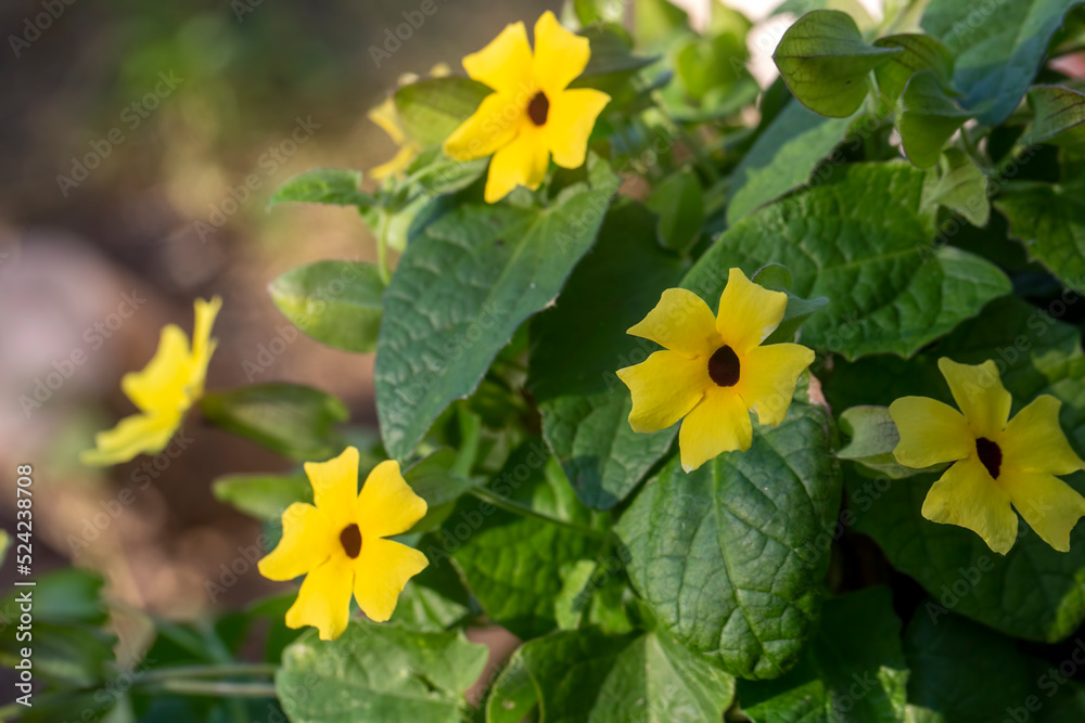 Blooming thunbergia alata in the garden Blooming thunbergia alata in the garden