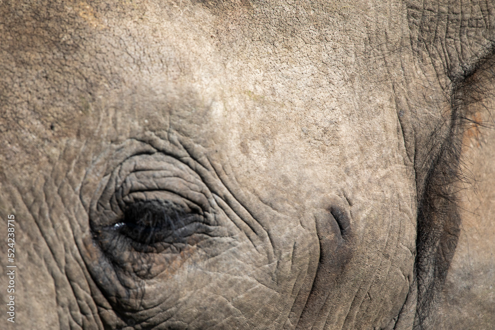 Obraz premium Eye of an African elephant enjoying the African savannah of South Africa, this mammal is the biggest on earth and one of the five big ones in Africa.
