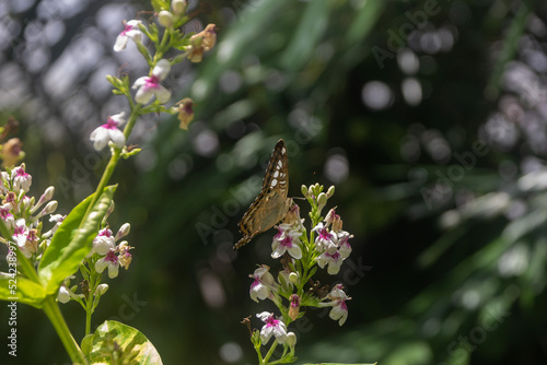 Butterfly on a flower, selective focus on the butterfly, blurred background, macro view