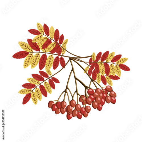 A branch of a rowan tree with autumn leaves and berries on a white background.Vector illustration can be used in textiles, paper.