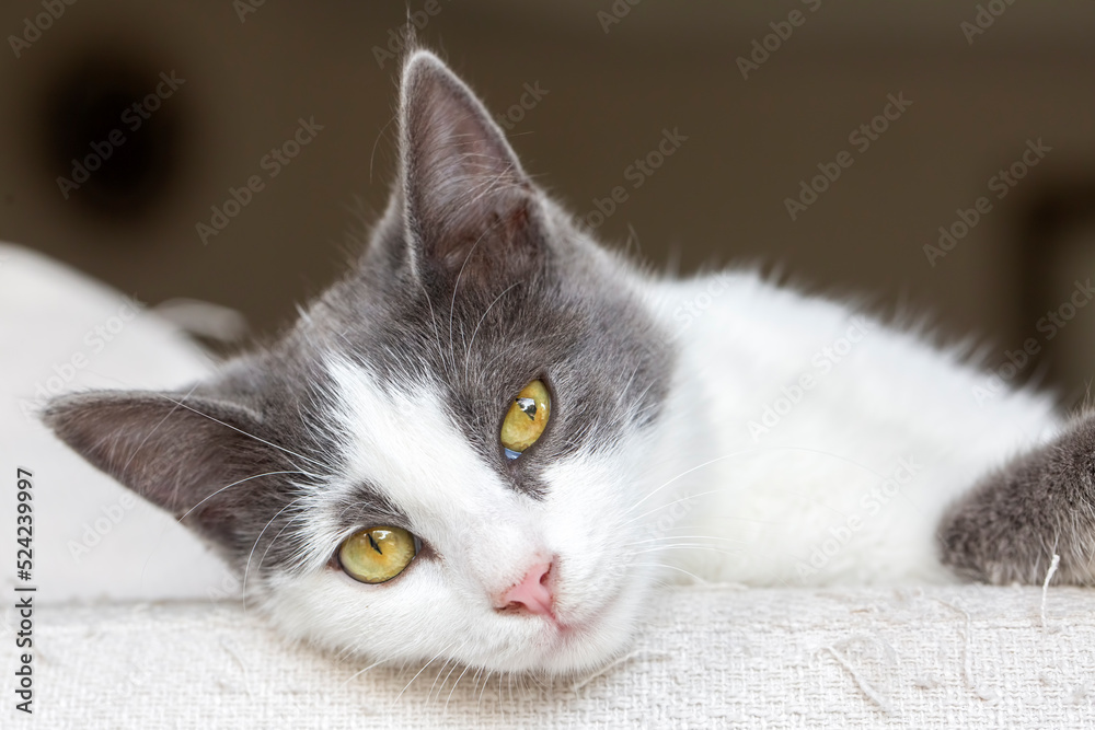 Cute cat in gray white color
