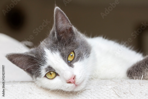 Cute cat in gray white color © Esin Deniz