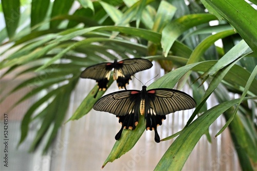 Close-up shot of two Papilio lowi butterflies on a plant leaves photo