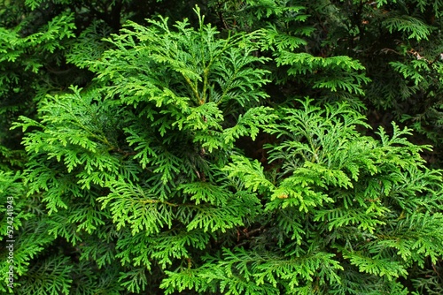 Bild auf Leinwand Green branches of thuja tree