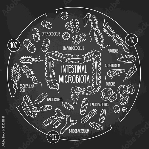 Vector chalk infographics of the human intestinal flora on the blackboard. Normal, opportunistic, pathogenic gut microbiota of the digestive tract. Microorganisms in the colon hand drawn scheme.