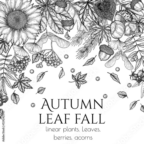 Vector autumn banner template in engraving style. Graphic linear oak leaf, acorns, berries, maple leaves, ginkgo, chestnut, physalis, rowan, sunflower