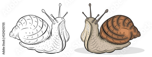 Snail, vector drawing. Black and white and color image, coloring book for children.