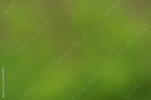 Blurry green background. Green leaves of trees.