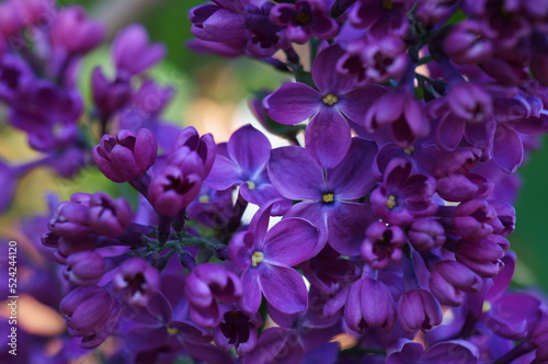 A branch of blooming lilac. Purple color. Beauty is in nature.