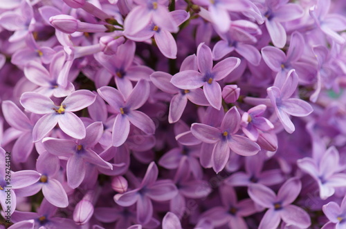 A blooming branch of lilac. Spring floor. Beauty is in nature. © Станислав 