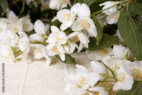 Jasmine blooming white flowers close-up..