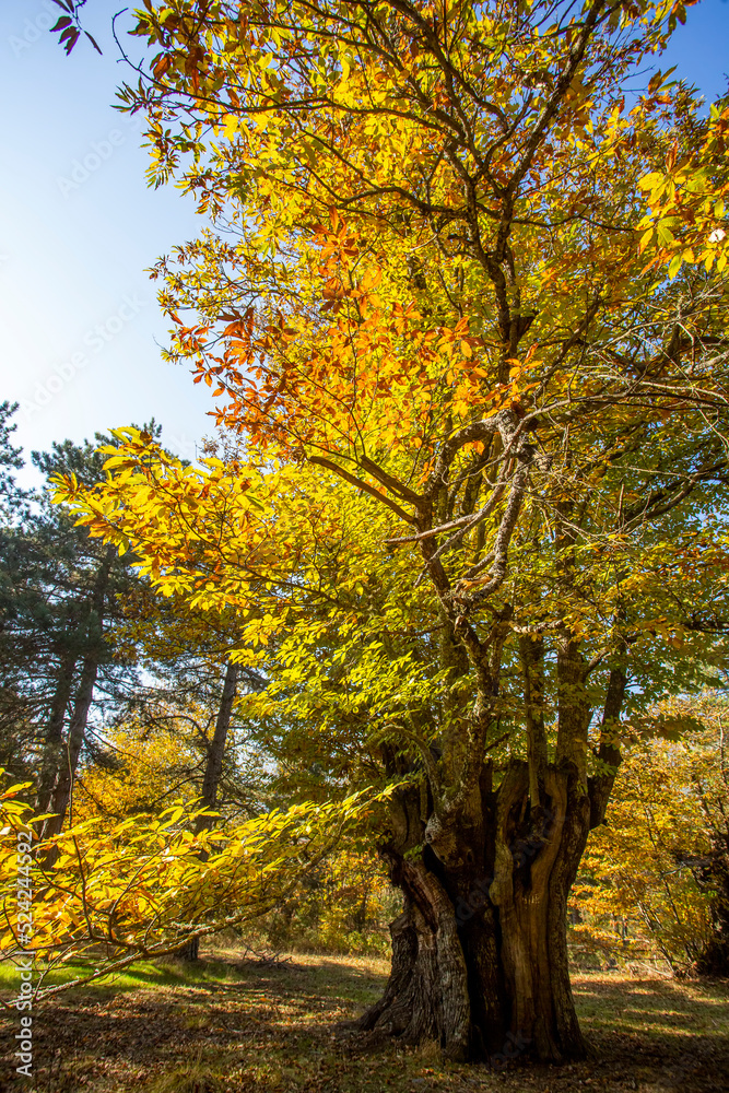 Autumn leaves in the forest.