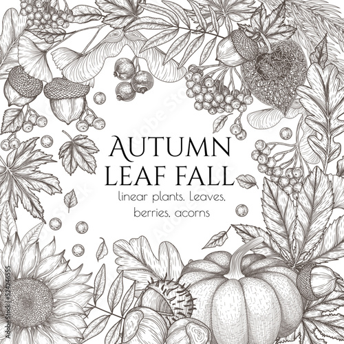 Vector autumn banner template in engraving style. Graphic linear oak leaf, acorns, berries, maple leaves, ginkgo, chestnut, physalis, rowan, sunflower, pumpkin