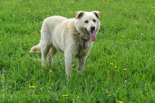 dog in the meadow