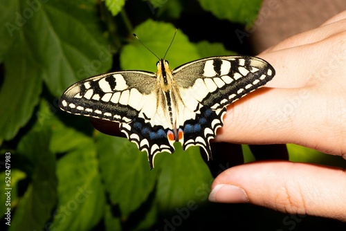 Old World Swallowtail (Papilio machaon). Exotic, colorful butterfly on a finger and a hand of a girl photo