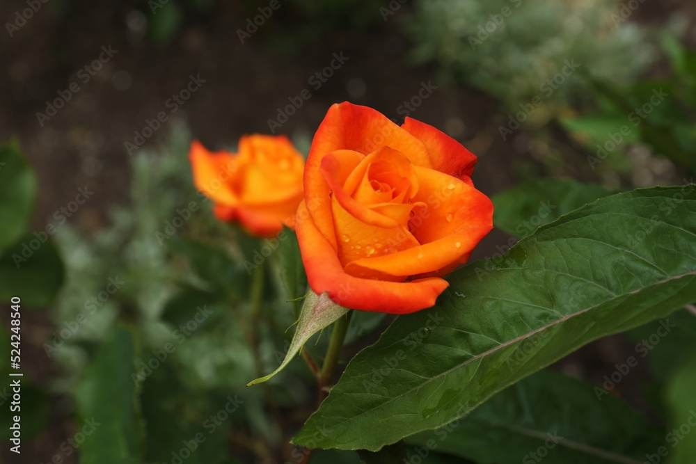 Beautiful orange rose flower with dew drops in garden, above view Beautiful orange rose flower with dew drops in garden, above view