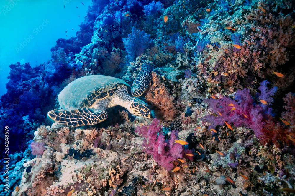Obraz premium Hawksbill sea turtle, Eretmochelys imbricata, Shark Reef, Ras Mohammed, Sinai, Egypt, Red Sea 