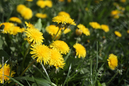 Beautiful bright yellow dandelions in green grass on sunny day  closeup