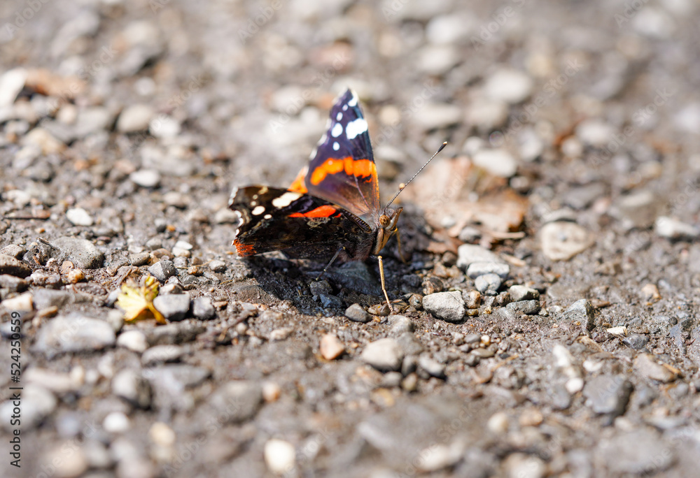 An red admiral sits on stony ground. Butterfly close-up. Vanessa atalanta. An red admiral sits on stony ground. Butterfly close-up. Vanessa atalanta.