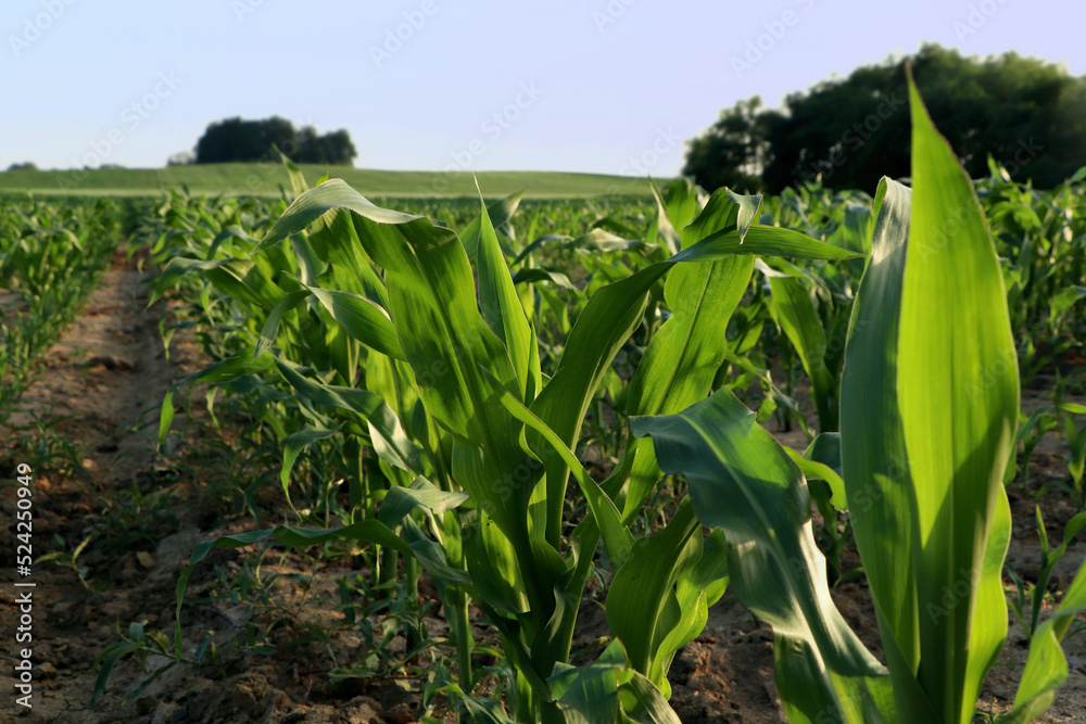 Obraz premium Beautiful agricultural field with green corn plants on sunny day