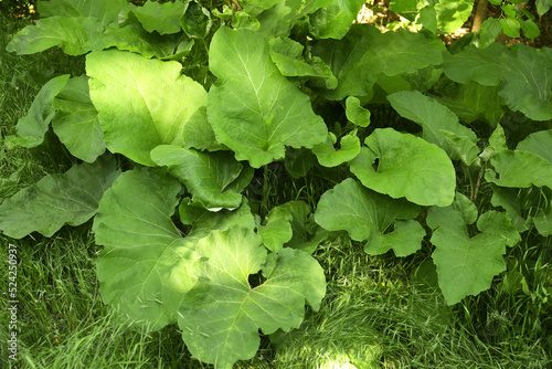 Billede på lærred Burdock plant with big green leaves outdoors