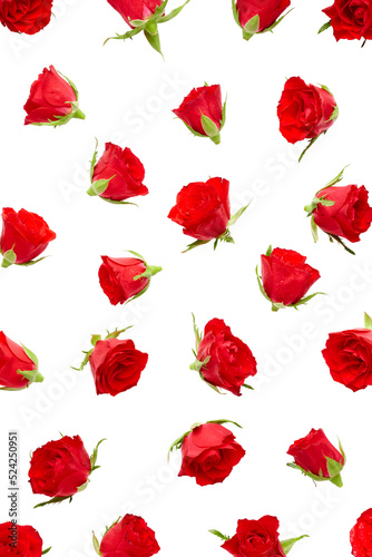 Red roses buds isolated on white background