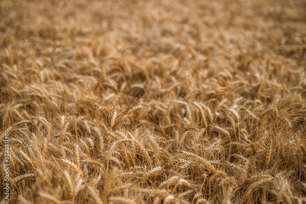 The backdrop of ripening ears of the yellow wheat field.Rich harvest Concept. Wheat field with ears of golden wheat close up. Beautiful Agricultural Field Sunset Landscape. The backdrop of ripening ears of the yellow wheat field.Rich harvest Concept. Wheat field with ears of golden wheat close up. Beautiful Agricultural Field Sunset Landscape.