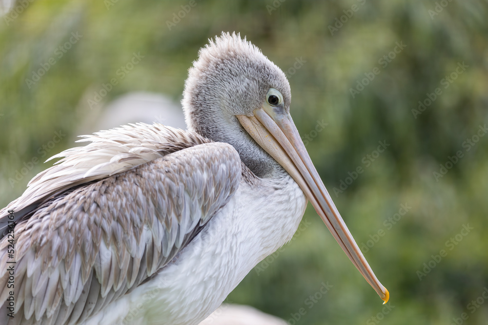 Head and beak of Pink-backed pelican closeup. Horizontally. 