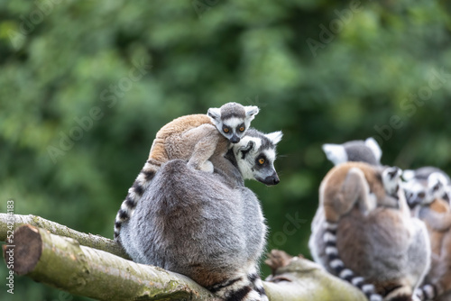 Group od adult and young ring-tailed lemur is posing outdoors. Horizontally. 