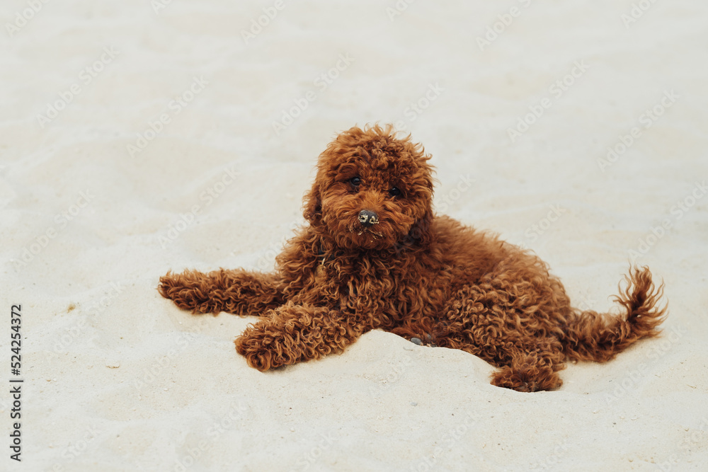 Beautiful Redhead Dog, Toy Poodle Breed Laying on the Sand Outdoors