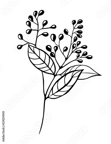 Decorative branch of a plant with berries. Vector Illustration on a white background.