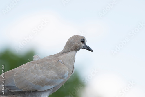 Close-up shot of a young turtle dove showing different facial expressions © krash20