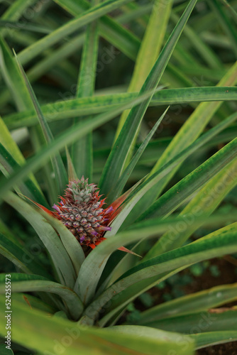Pineapple fruit with flowers growing in a greenhouse on a Pineapple Plantation. São Miguel Island in the archipelago of Azores.