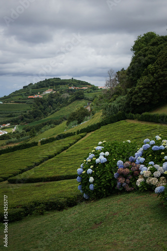 Panoramic Landscape view with hydrangea flowers in a tea plantation on the island of São Miguel, Azores, Portugal