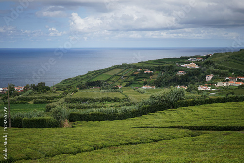 Panoramic Landscape view in a tea plantation on the island of São Miguel, Azores, Portugal