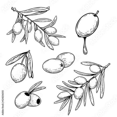 Hand drawn sketch style olives and olive branches set. Whole olives and boneless. Engraved style. Best for olive oil products designs. Vector illustrations isolated on white.