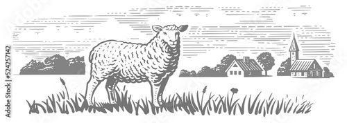 Engraving farm sheep. Village meadow hand drawn sketch