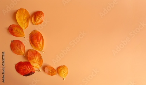 Yellow-red leaves of trees on a orange background on the side. Place for text