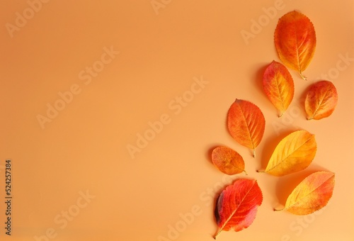Yellow-red leaves of trees on a orange background on the side. Place for text