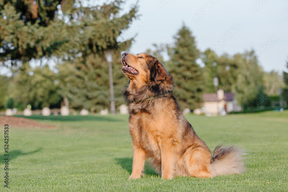 Dog breed Tibetan Mastiff on the grass Dog breed Tibetan Mastiff on the grass