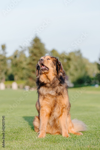 Dog breed Tibetan Mastiff on the grass © OlgaOvcharenko