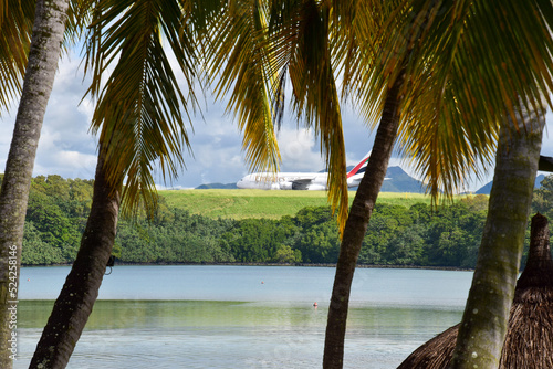 trees on the beach