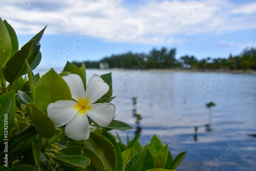 lily of the valley