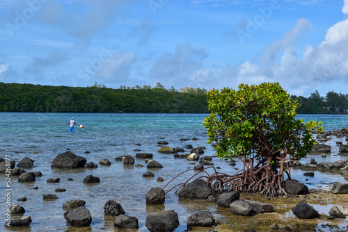 Mauritius Tree