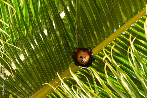 Bat on tree