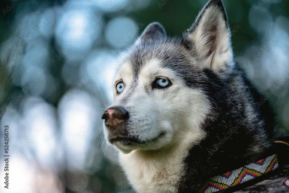 Obraz premium Husky 