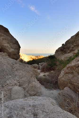 Holy Land of Israel. Ein Ghedi Reserve. photo