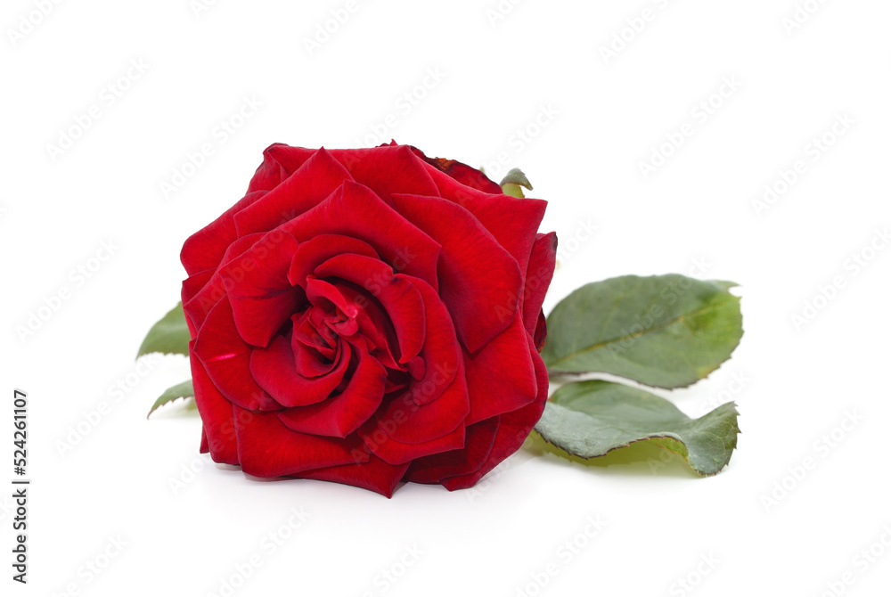 Beautiful red rose.