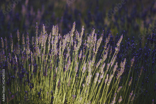 champ de lavande en fleurs dans la Dr  me    Die